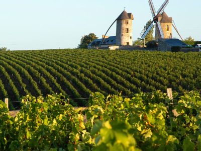 Vignobles Les vignobles